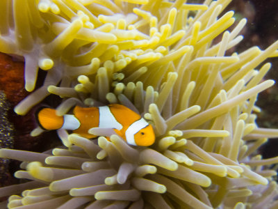 Raja Ampat underwater-3701.jpg