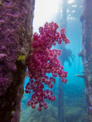 Raja Ampat underwater-3707.jpg