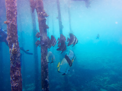 Raja Ampat underwater-3710.jpg