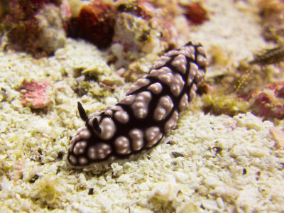 Raja Ampat underwater-3746.jpg