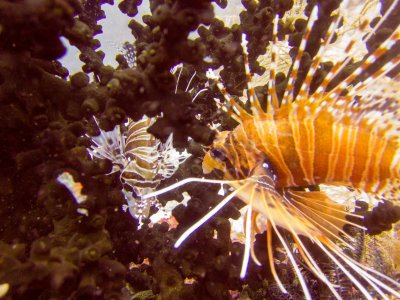 Raja Ampat underwater-3750.jpg