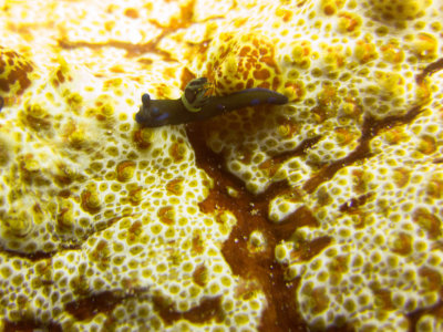 Raja Ampat underwater-3754.jpg