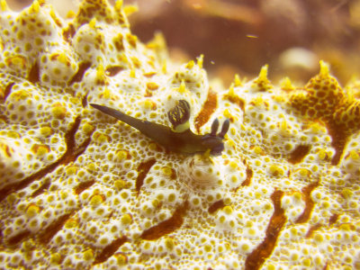 Raja Ampat underwater-3763.jpg