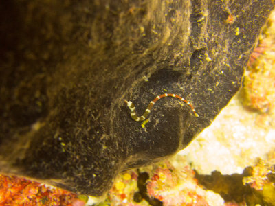 Raja Ampat underwater-3786.jpg