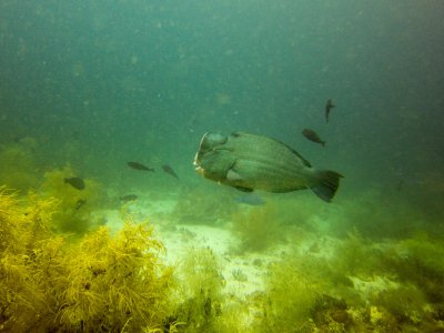 Raja Ampat underwater-3789.jpg