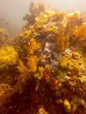 Raja Ampat underwater-3809.jpg