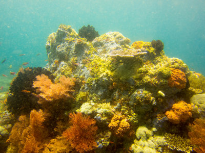 Raja Ampat underwater-3813.jpg