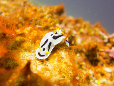 Raja Ampat underwater-3834.jpg