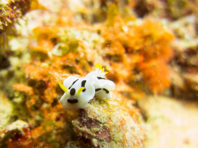 Raja Ampat underwater-3843.jpg