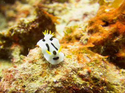 Raja Ampat underwater-3847.jpg