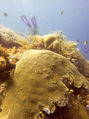 Raja Ampat underwater-3852.jpg