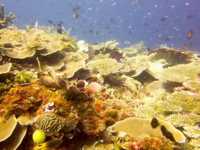 Raja Ampat underwater-3853.jpg