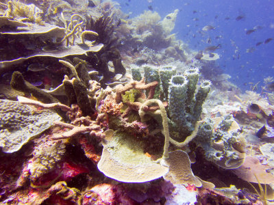 Raja Ampat underwater-3854.jpg