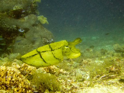 Raja Ampat underwater-3880.jpg