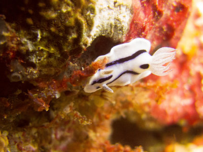 Raja Ampat underwater-3903.jpg