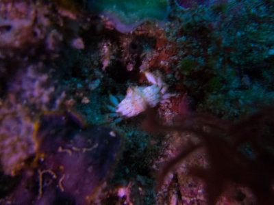 Raja Ampat underwater-3933.jpg