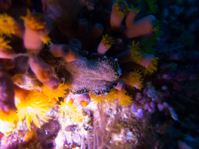 Raja Ampat underwater-3937.jpg