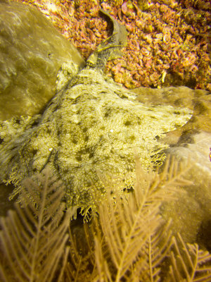 Raja Ampat underwater-3958.jpg