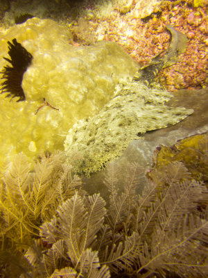 Raja Ampat underwater-3959.jpg