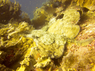 Raja Ampat underwater-3965.jpg