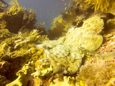 Raja Ampat underwater-3966.jpg