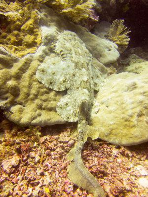 Raja Ampat underwater-3969.jpg