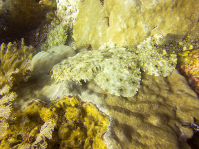Raja Ampat underwater-3971.jpg