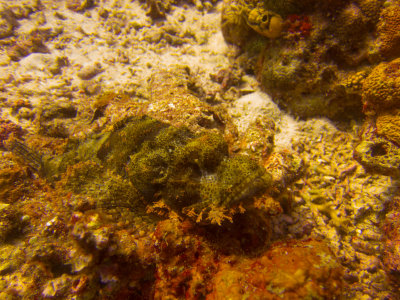 Raja Ampat underwater-3976.jpg