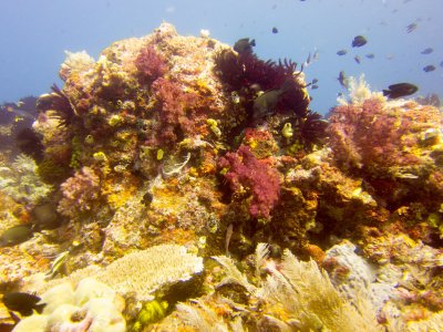 Raja Ampat underwater-3980.jpg