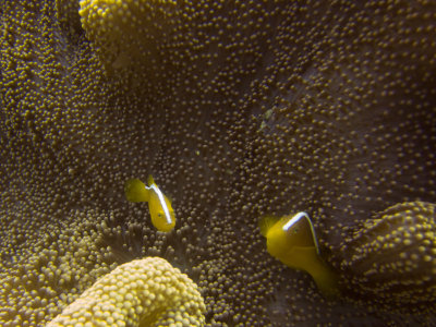 Raja Ampat underwater-3985.jpg
