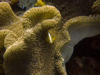 Raja Ampat underwater-3987.jpg