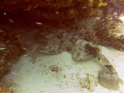 Raja Ampat underwater-4003.jpg