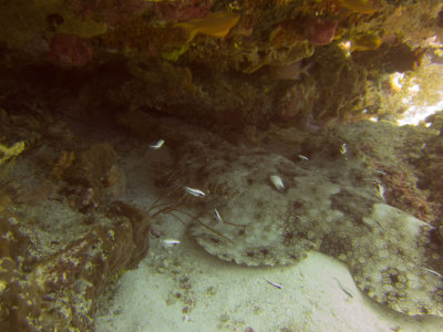 Raja Ampat underwater-4005.jpg