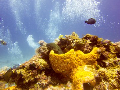 Raja Ampat underwater-4012.jpg