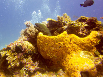 Raja Ampat underwater-4014.jpg
