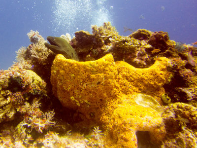 Raja Ampat underwater-4015.jpg