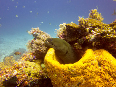 Raja Ampat underwater-4022.jpg