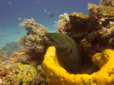 Raja Ampat underwater-4023.jpg