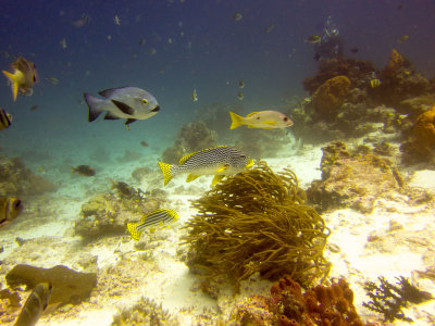 Raja Ampat underwater-4034.jpg