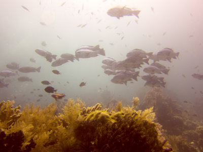Raja Ampat underwater-4050.jpg