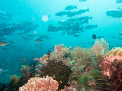 Raja Ampat underwater-4052.jpg