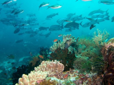 Raja Ampat underwater-4053.jpg