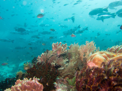 Raja Ampat underwater-4056.jpg