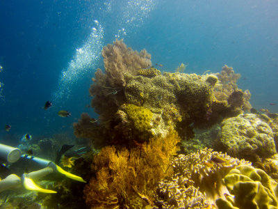 Raja Ampat underwater-4069.jpg