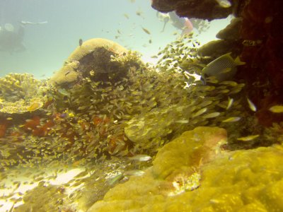 Raja Ampat underwater-4084.jpg