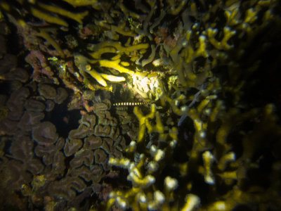 Raja Ampat underwater-4088.jpg
