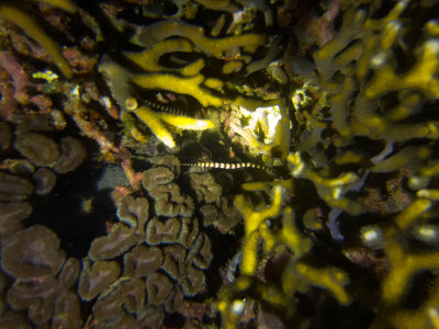 Raja Ampat underwater-4089.jpg