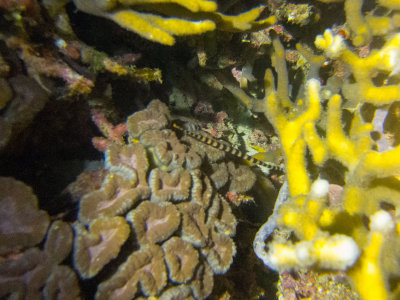 Raja Ampat underwater-4091.jpg