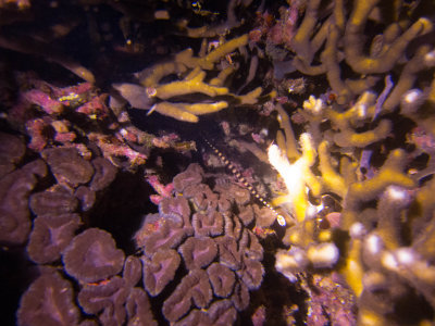 Raja Ampat underwater-4093.jpg