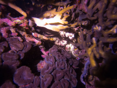 Raja Ampat underwater-4095.jpg